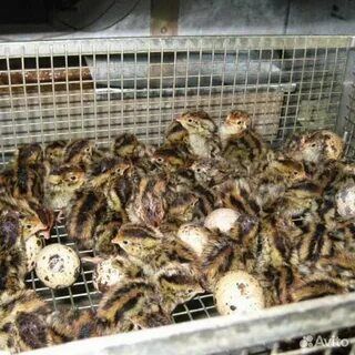 Бедана жожалари заказга очириб берамиз