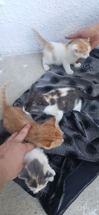 Котята 4 штук бесплатно. 1.5 месячные. Домашние. Чистые.