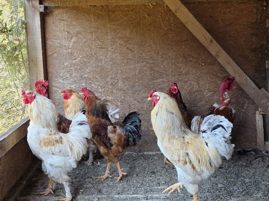 Cocosi tineri, de casa