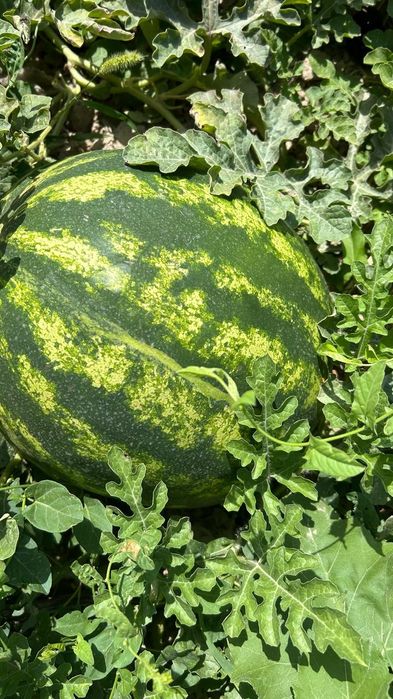 Арбуз холер дамды