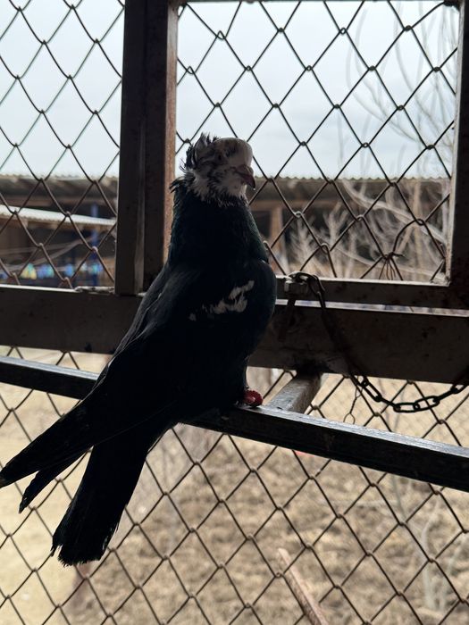 Голубы Гулсар Продам