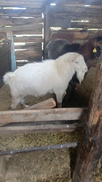 Продам козла 3-х годовалый.