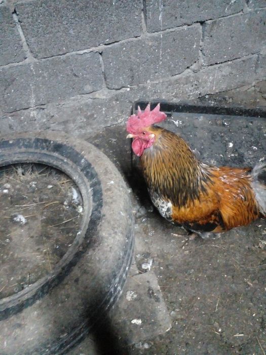 Продам петухов домашние