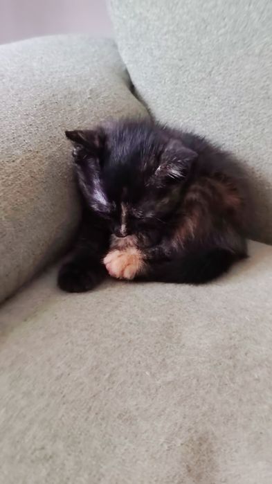 Котята район Бозарык