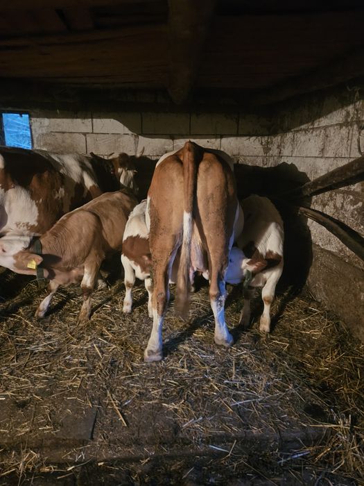 Vaci de vânzare.Se vând cu viței sau fără