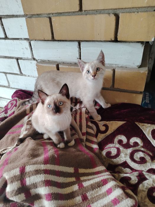 Отдам котят мальчик и девочка