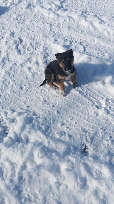 Отдам щенков в добрые руки