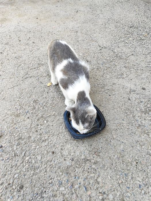 Отдам котика в добрые руки