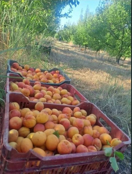 Caise coapte pentru fermentare – Alegerea ideală pentru băuturi artizanale
