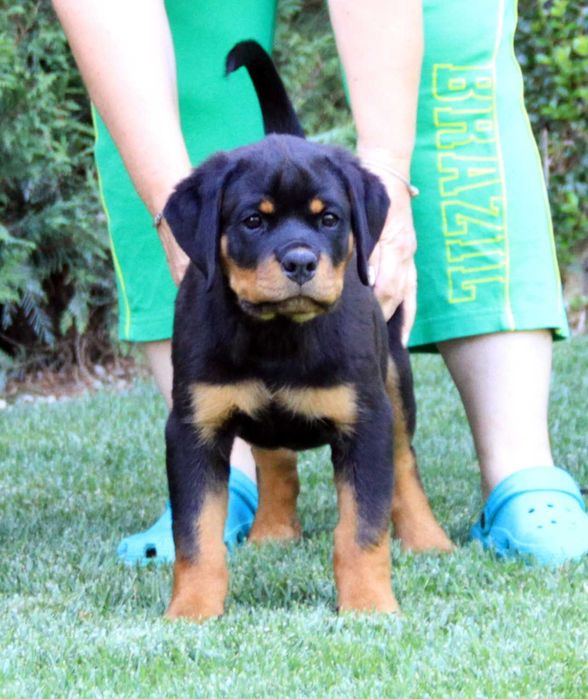 Femela rottweiler 2.5 luni calitate si genetica deosebita