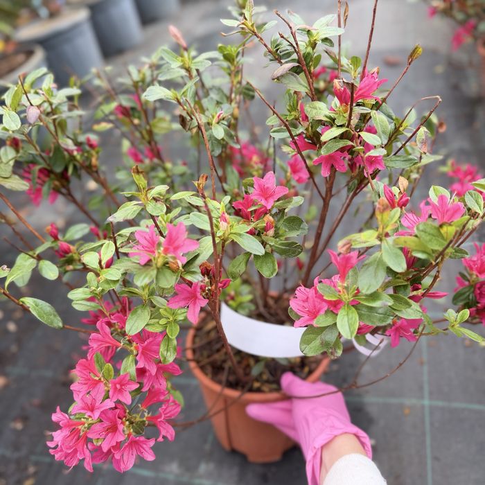 Flori, magnolie , azalee ,