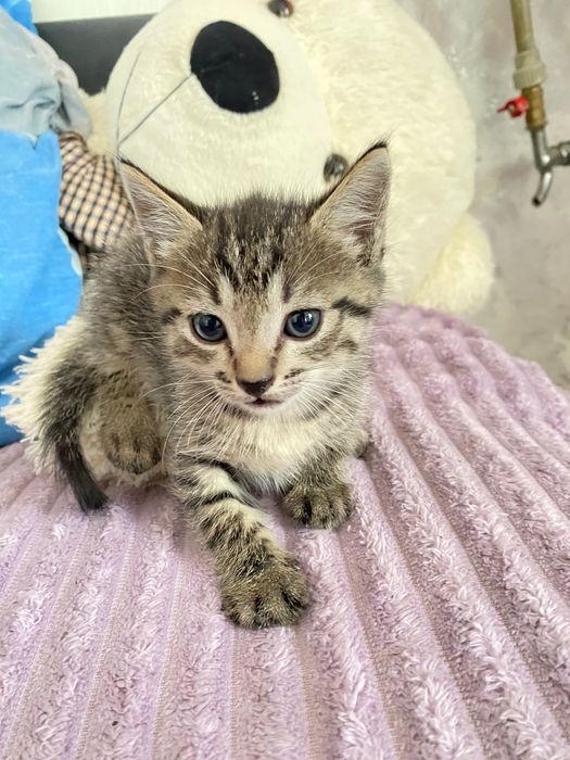 отдам бесплатно котят