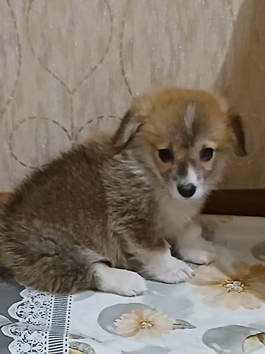 Продам собаку породы корги