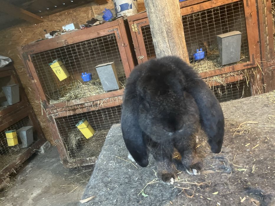 Mascul Berbec german gri fier