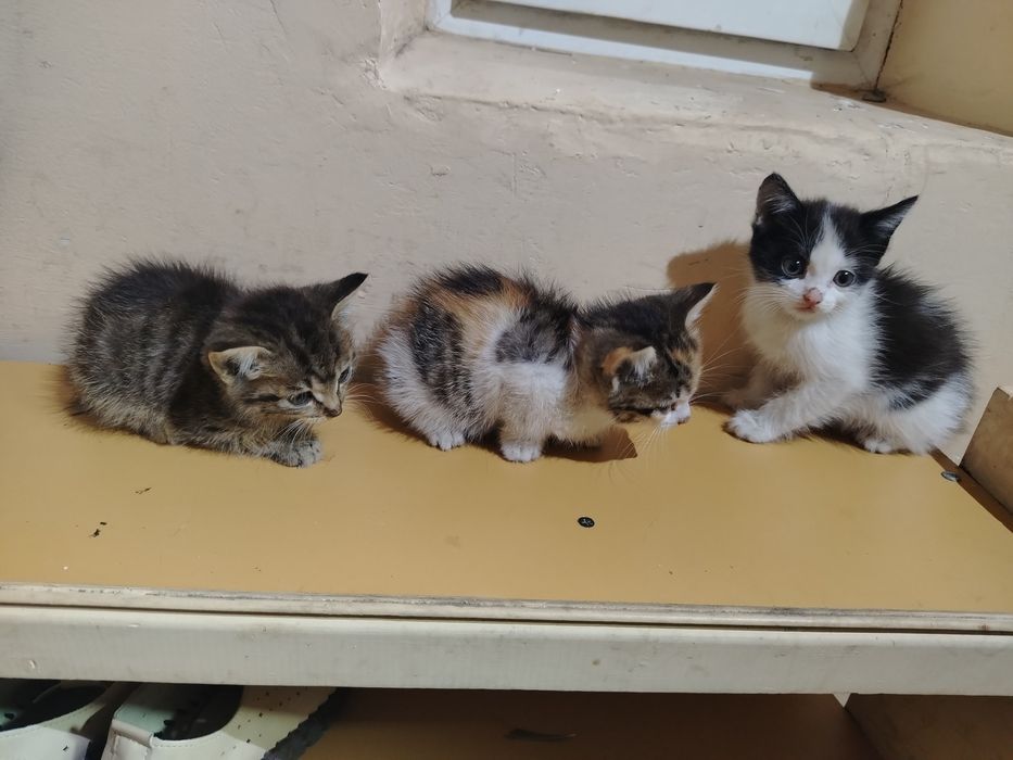 Отдам котят в хорошие руки