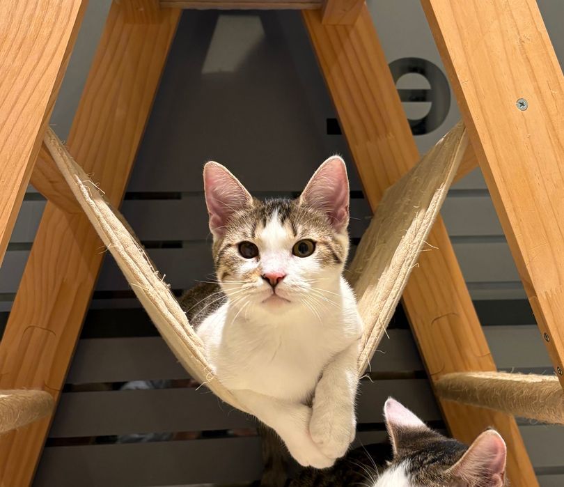 Iris, pisicuta de 5-6 luni, sterilizata