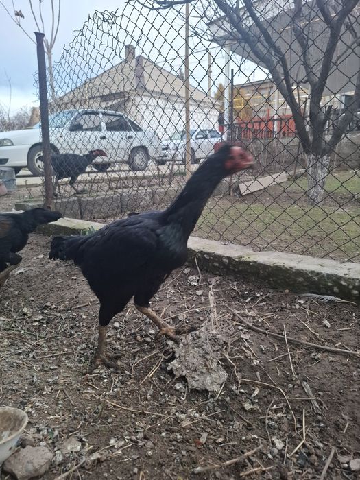 Дакан тауық сатылады китаи шамо