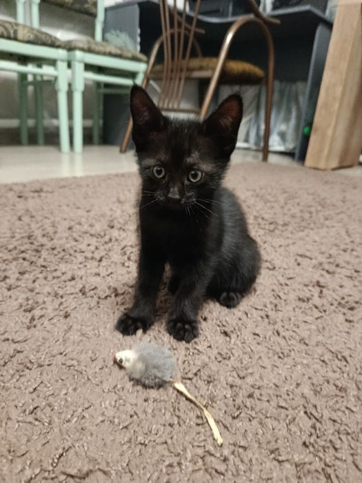 Котенок Отдам котят в добрые руки