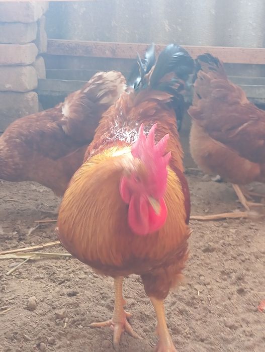 Nugemshi tovuq tuxumlariga zakaz olamiz 15 min