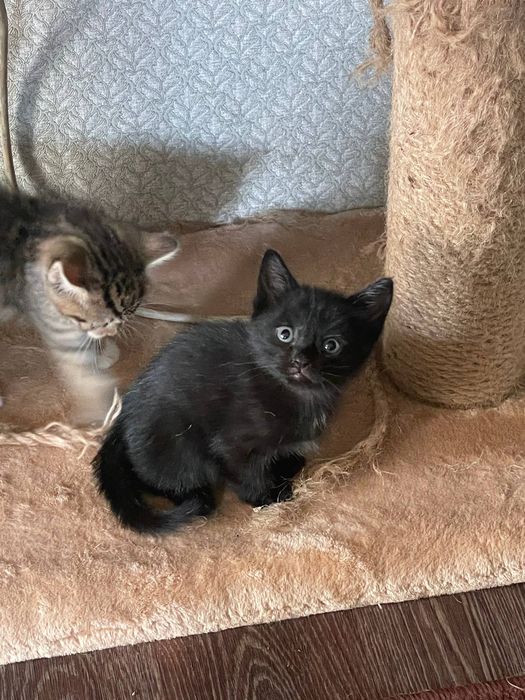 Продам котят от кошки Шотланкаской породы.