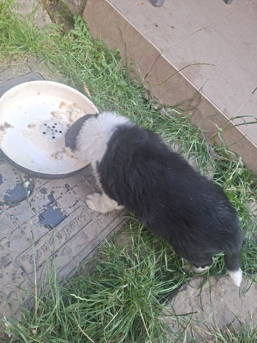 Pui border collie pur