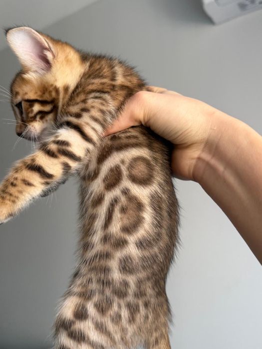 Котята бенгальской породы