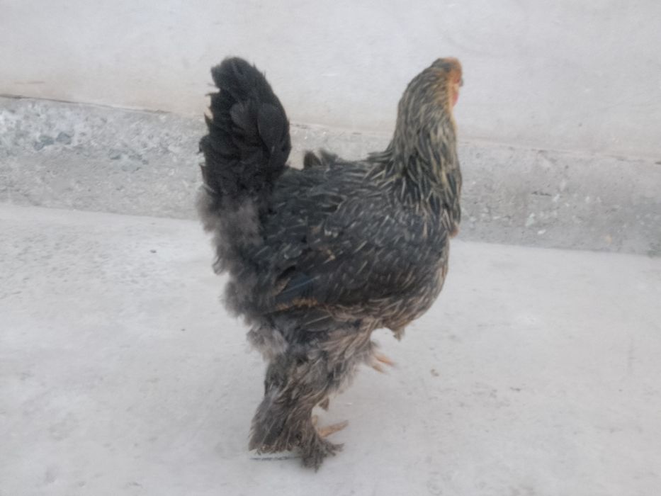 Brama tovuqlar sotiladi 2-3 kg