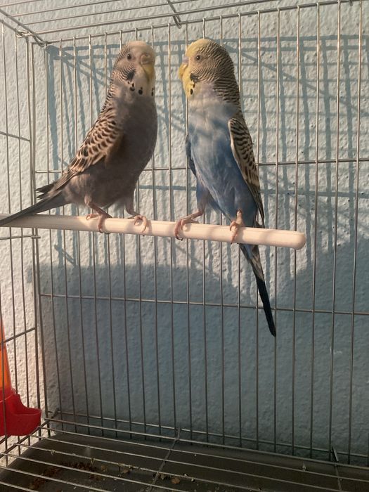 Продаются молодые попугаий парочка