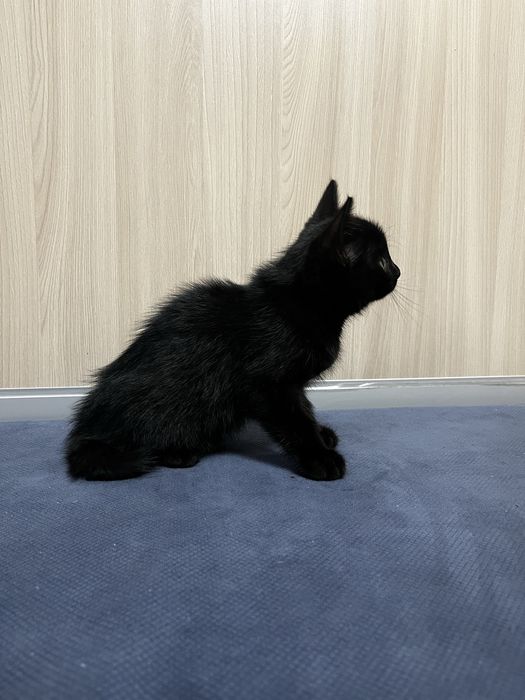 Котёнок девочка