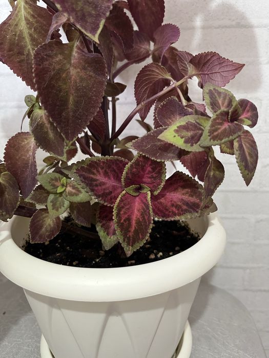 Колеус, шефлера