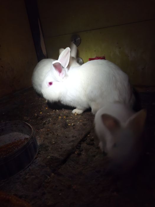 Pereche de iepurasi cap de leu