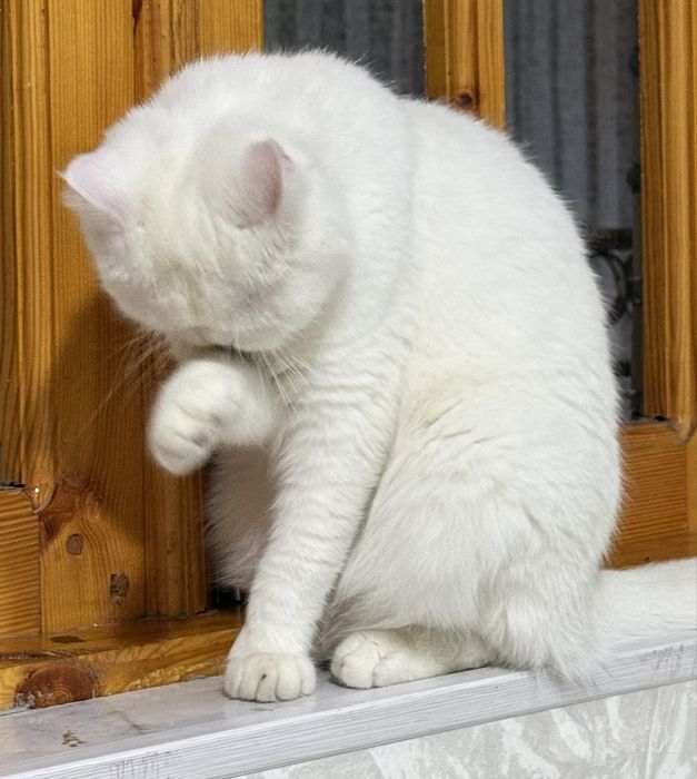 Продается British Shorthair!