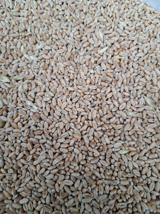 Porumb grâu și orz