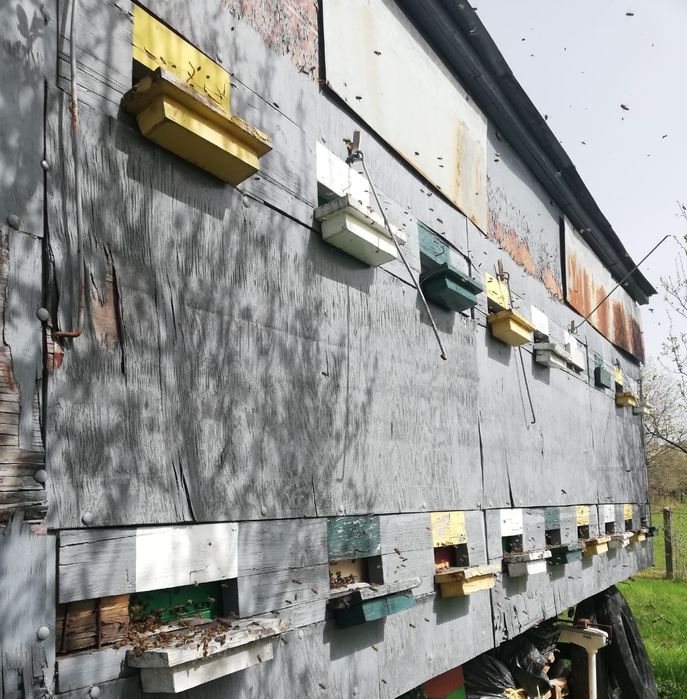 Vand  familii de albine