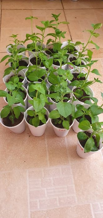 Петунья Тайдал вейв