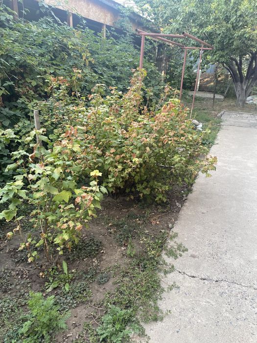 Черная смородина