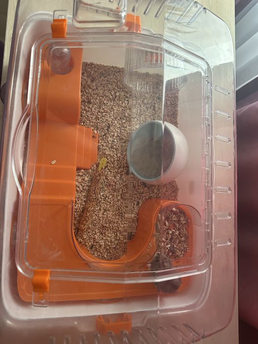 Клетка с хомяком