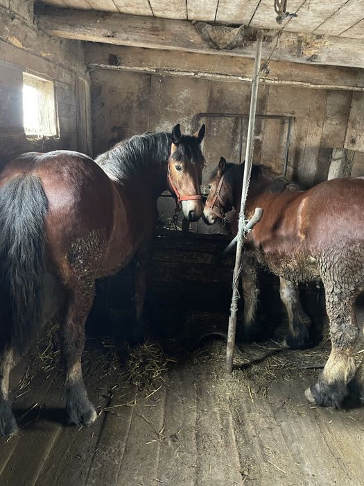 De vanzare o pereche de manzi