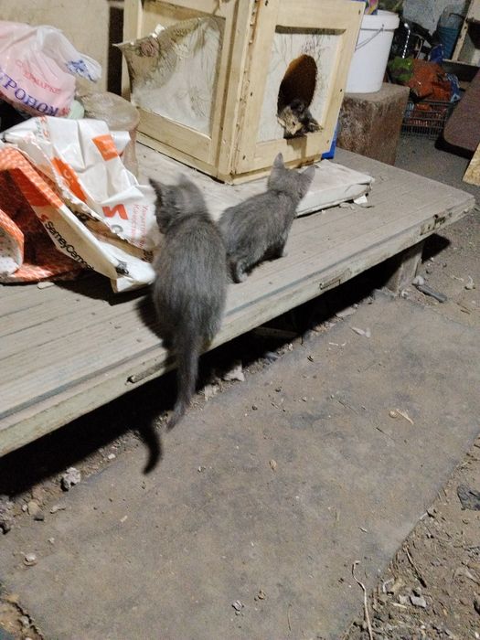 Отдам котят,сам привезу
