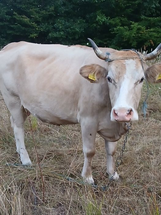 Vând vaca detalii la telefon!
