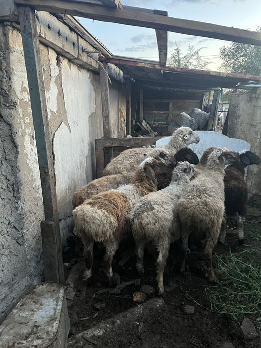 Кошкар жане еркек токтылар сатам