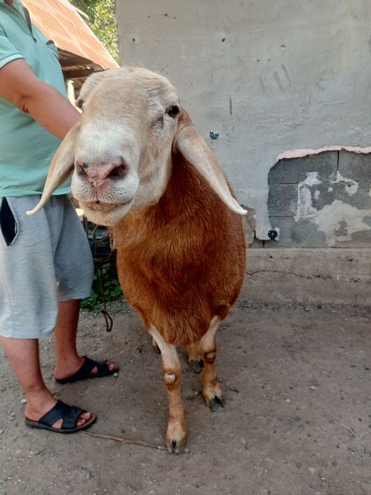 Продам кошкара гисара