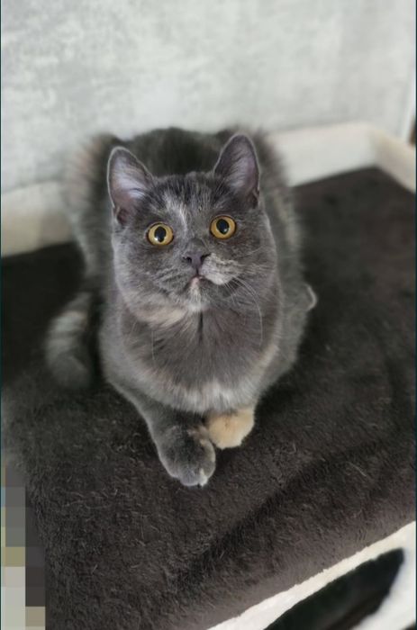 Кошечка в добрые руки