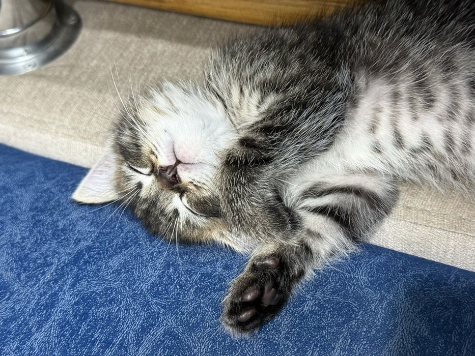 Отдам котенка бесплатно