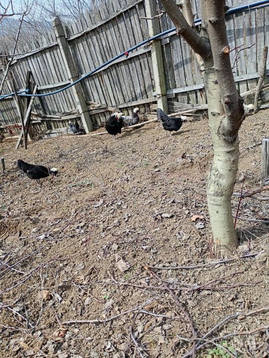 Vând oua pentru incubat Motata Olandeza