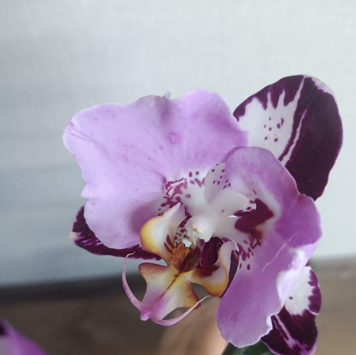 Орхидея Блэк Пиано.