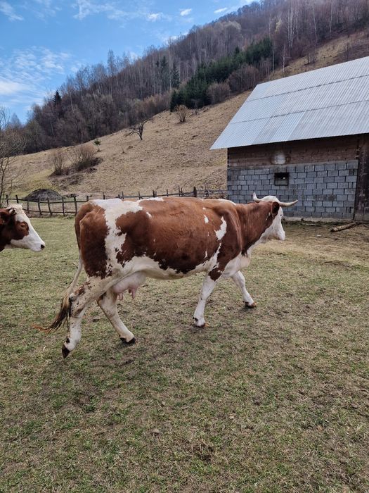 Se vinde vaca  Baltata Românească