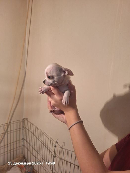 Мини чихуахуа ,едно момче и едно момиче.