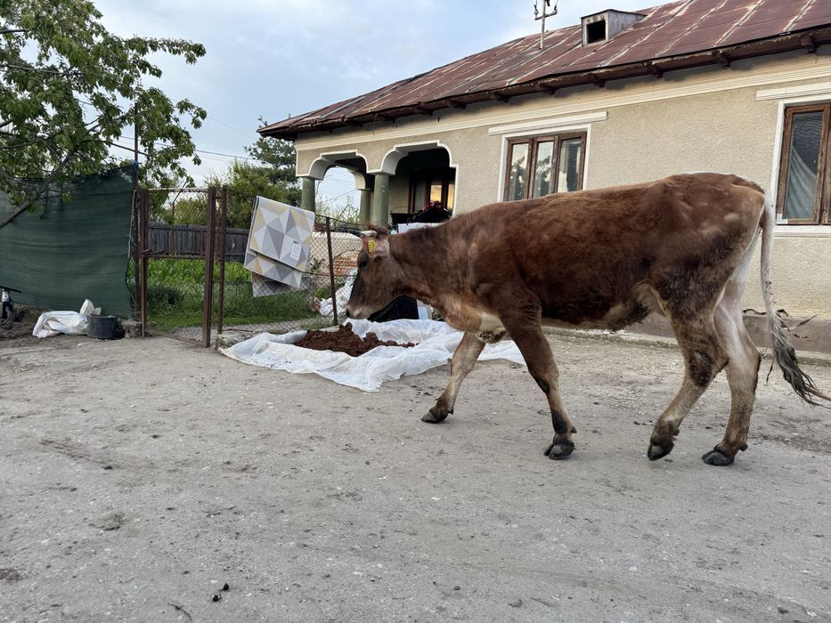 Baltata romaneasca Vaca