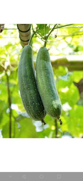 Luffa Mochalka natural